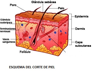 pomada para dolor de espalda